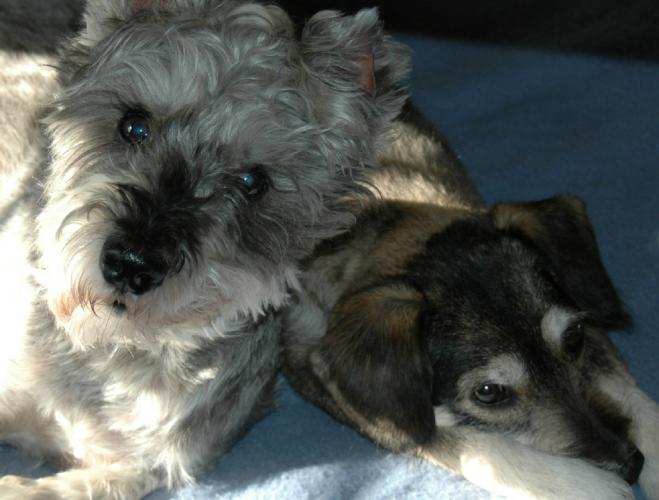 Dogs Photo Slideshow THC Photography