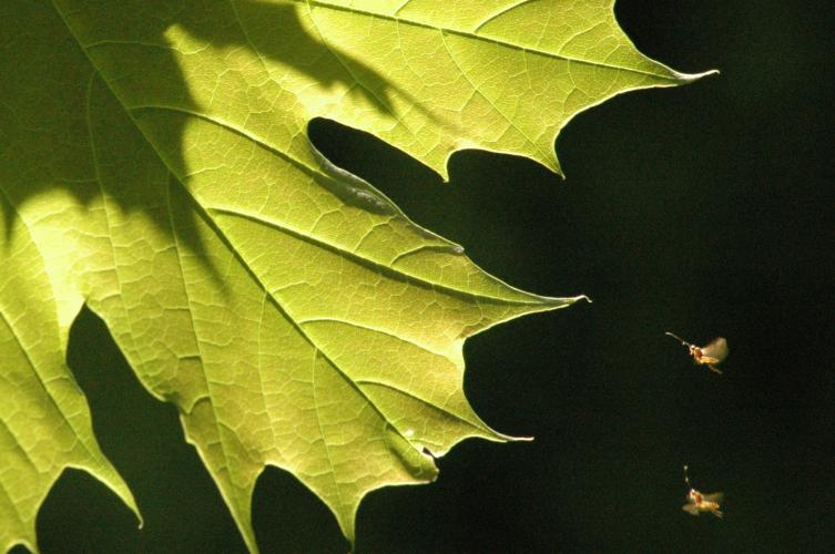 Best Photo Slideshow - THC Photography